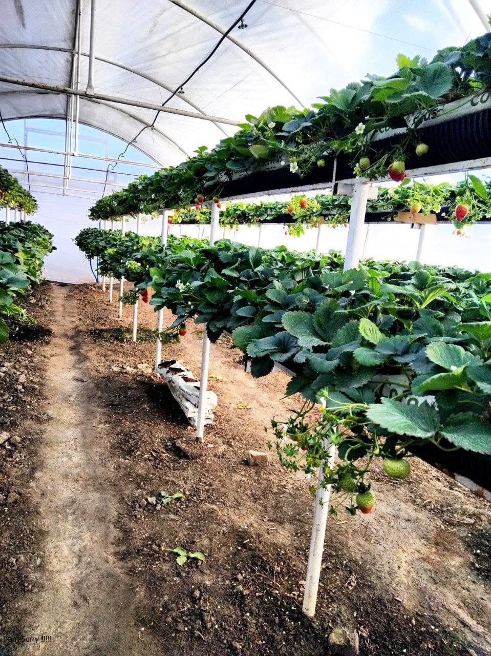 Пешку: Қазоқова Моҳидил иссиқхонасидан ярим йилда 65 миллион сўм даромадга эришди