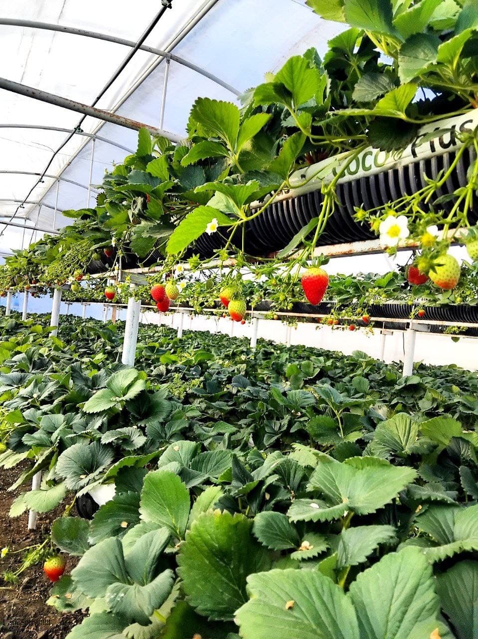 Пешку: Қазоқова Моҳидил иссиқхонасидан ярим йилда 65 миллион сўм даромадга эришди