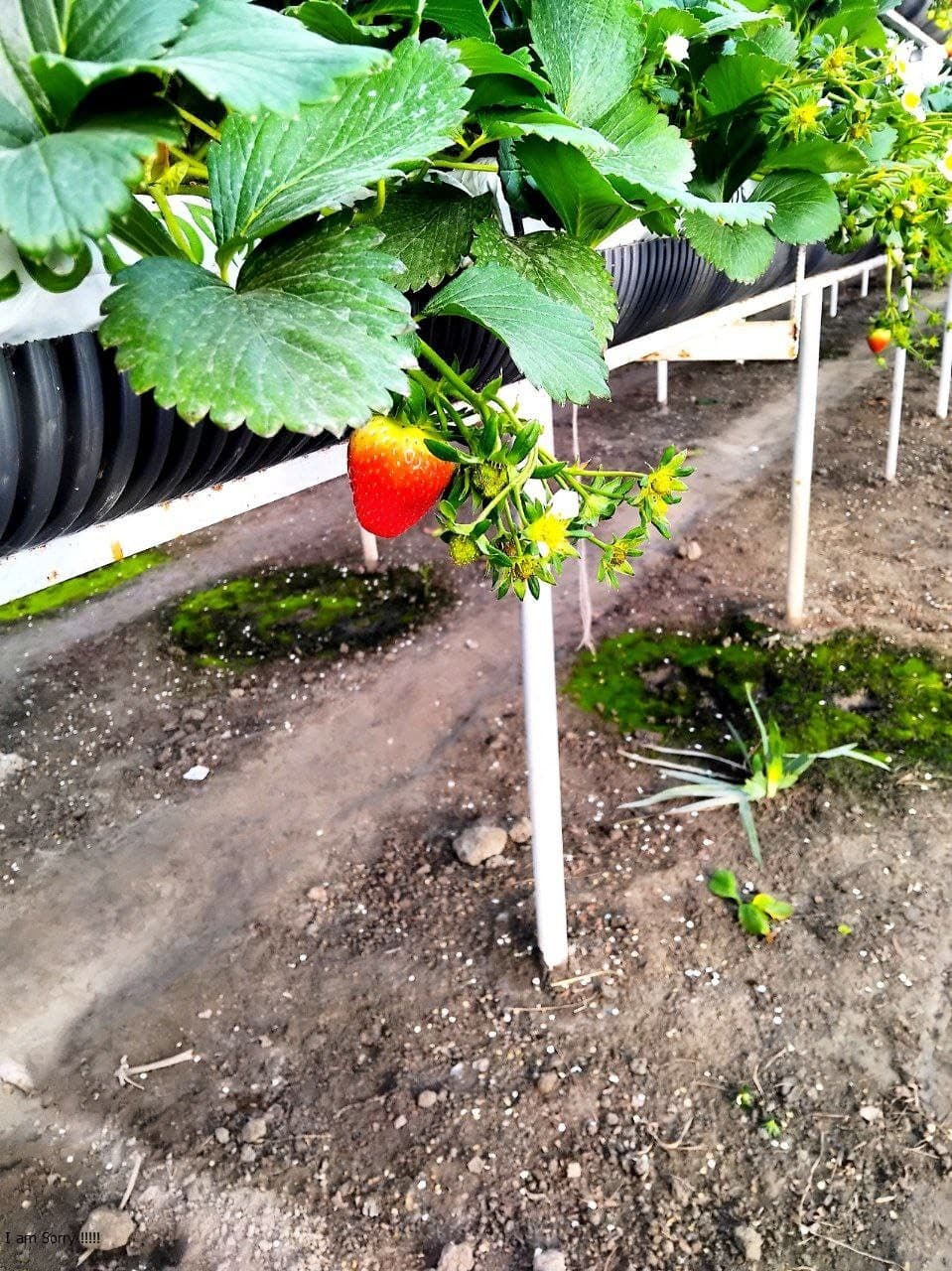 Пешку: Қазоқова Моҳидил иссиқхонасидан ярим йилда 65 миллион сўм даромадга эришди