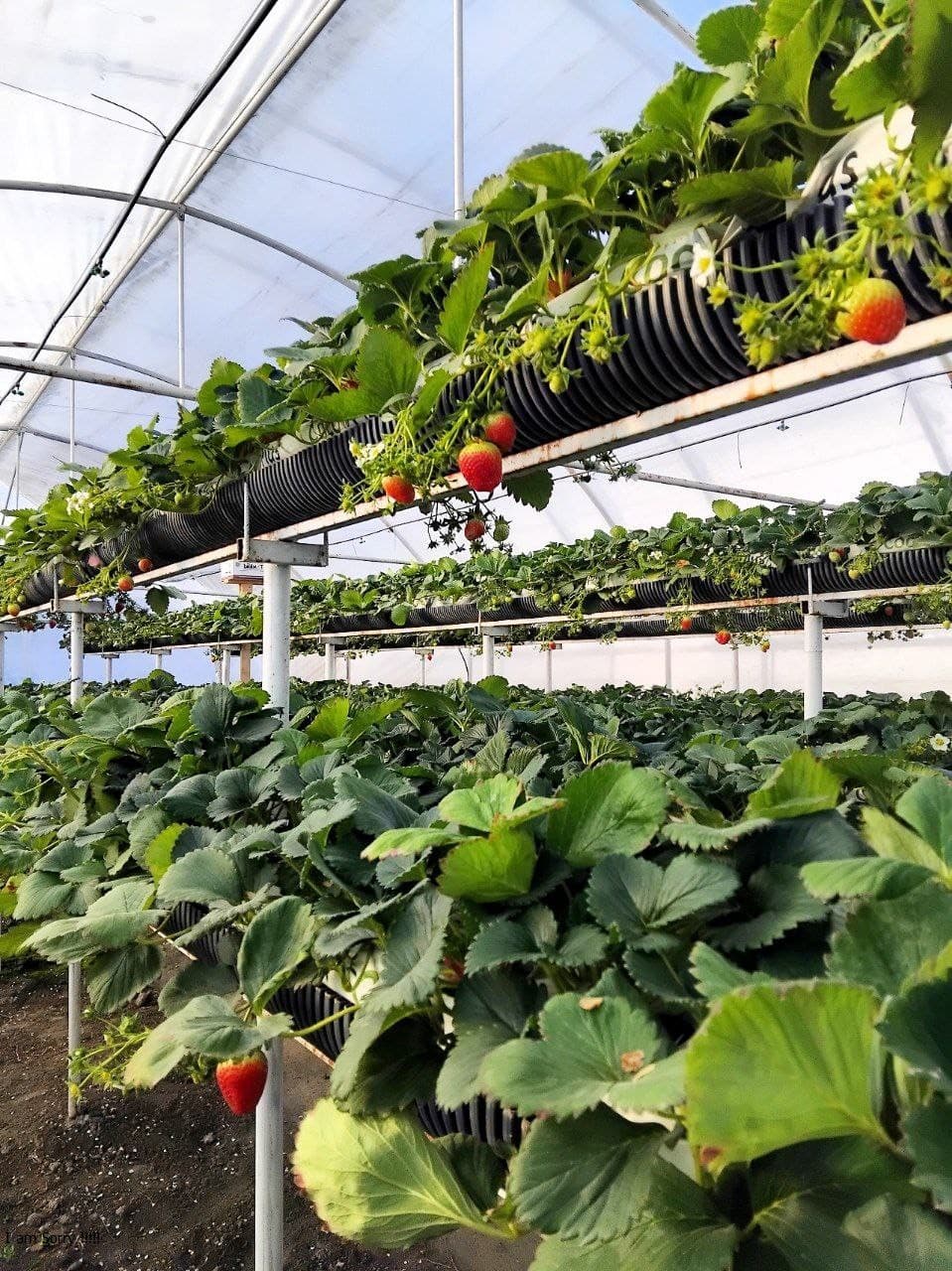 Пешку: Қазоқова Моҳидил иссиқхонасидан ярим йилда 65 миллион сўм даромадга эришди