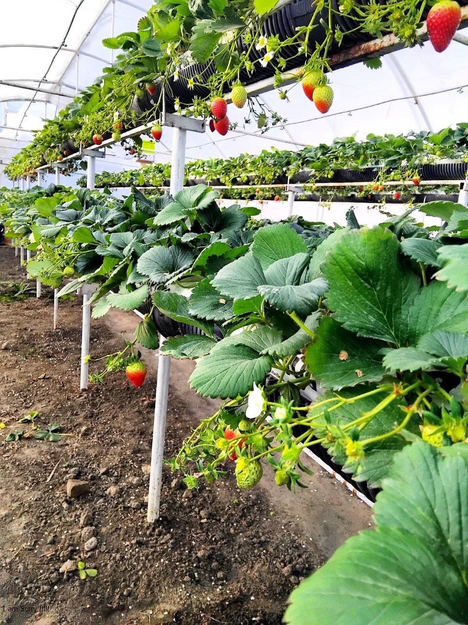 Пешку: Қазоқова Моҳидил иссиқхонасидан ярим йилда 65 миллион сўм даромадга эришди