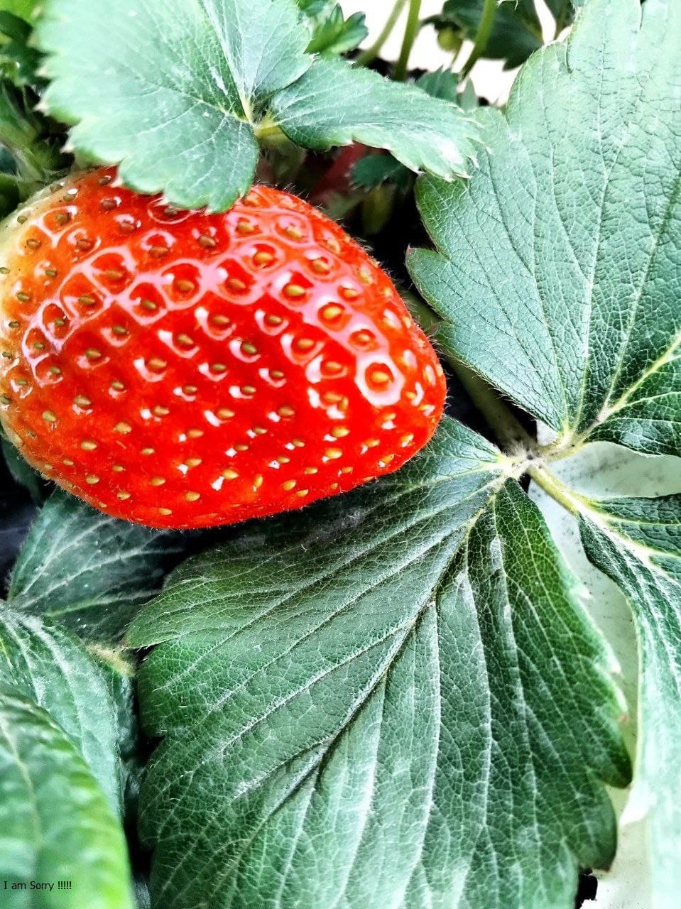 Пешку: Қазоқова Моҳидил иссиқхонасидан ярим йилда 65 миллион сўм даромадга эришди