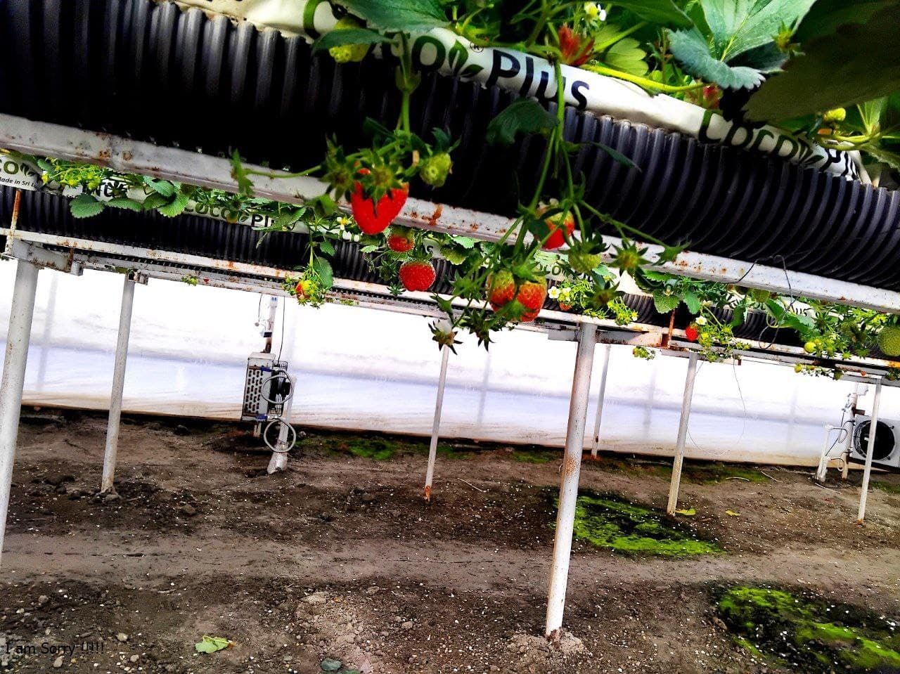 Пешку: Қазоқова Моҳидил иссиқхонасидан ярим йилда 65 миллион сўм даромадга эришди