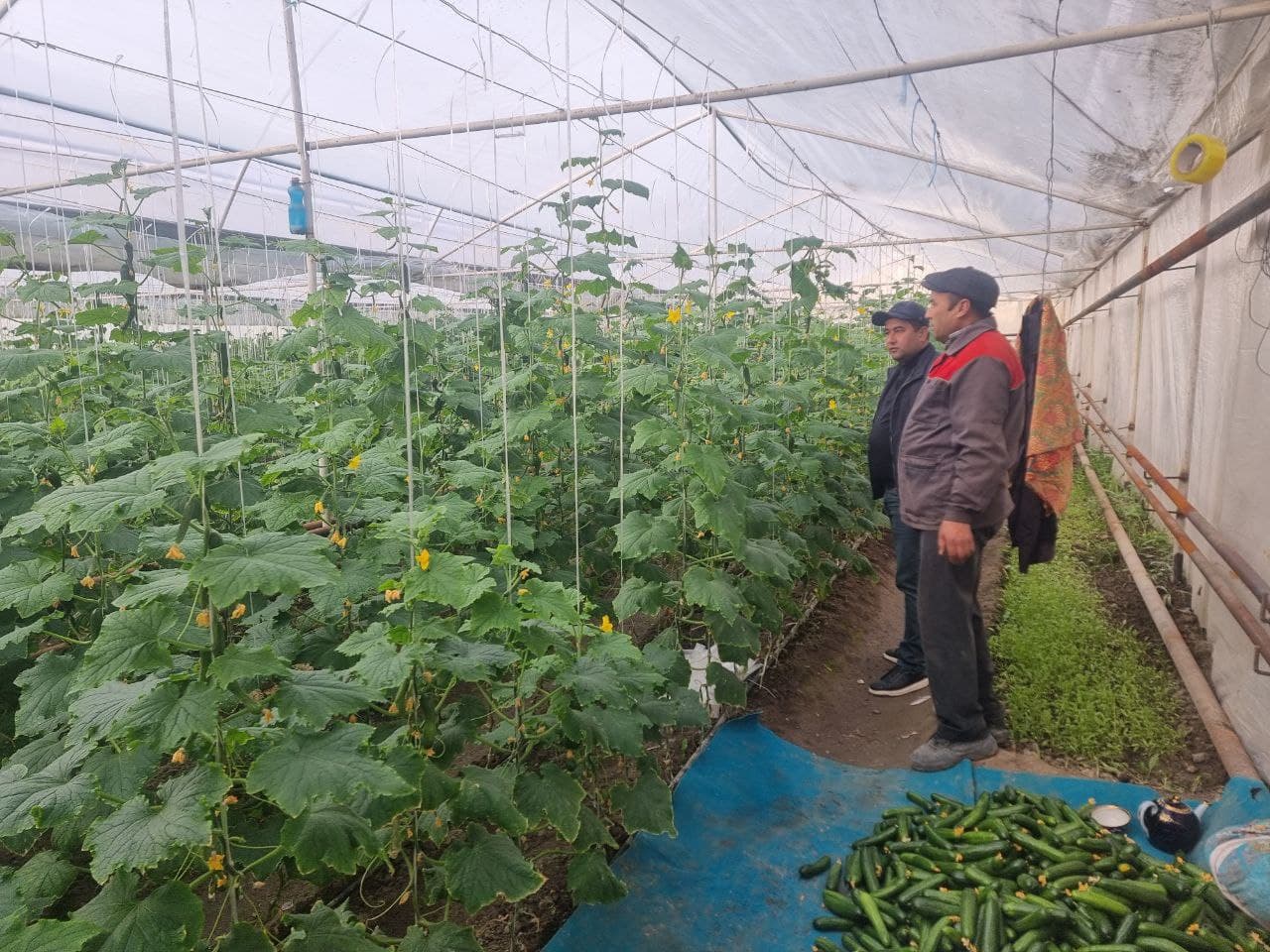 Пешку тумани Гулистон маҳалла фуқаролар йиғини, Жўгара қишлоғида яшовчи фуқаро Тошева Дилдора Эркин қизи томонидан Ўзбекистон Республикаси Президентининг ПҚ–62-сонли қарори асосида ёшлар тадбиркорлигини қўллаб-қувватлаш дастури доирасида тадбиркорлик