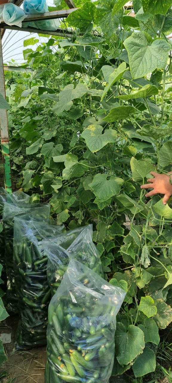 Пешку тумани Гулистон маҳалла фуқаролар йиғини, Жўгара қишлоғида яшовчи фуқаро Тошева Дилдора Эркин қизи томонидан Ўзбекистон Республикаси Президентининг ПҚ–62-сонли қарори асосида ёшлар тадбиркорлигини қўллаб-қувватлаш дастури доирасида тадбиркорлик