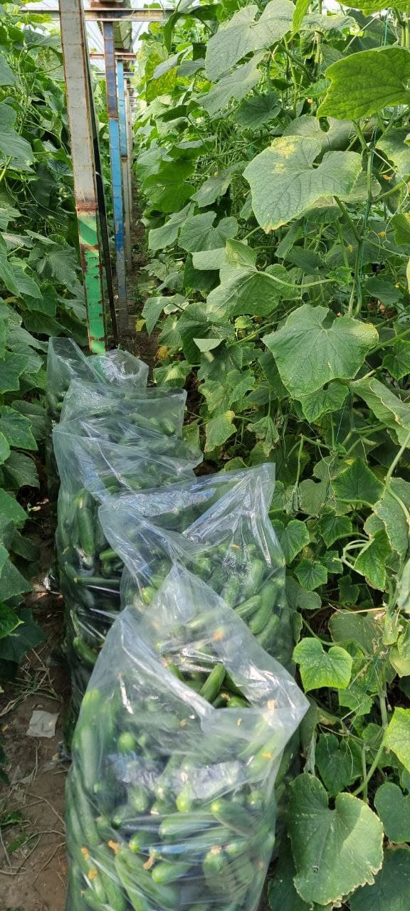 Пешку тумани Гулистон маҳалла фуқаролар йиғини, Жўгара қишлоғида яшовчи фуқаро Тошева Дилдора Эркин қизи томонидан Ўзбекистон Республикаси Президентининг ПҚ–62-сонли қарори асосида ёшлар тадбиркорлигини қўллаб-қувватлаш дастури доирасида тадбиркорлик