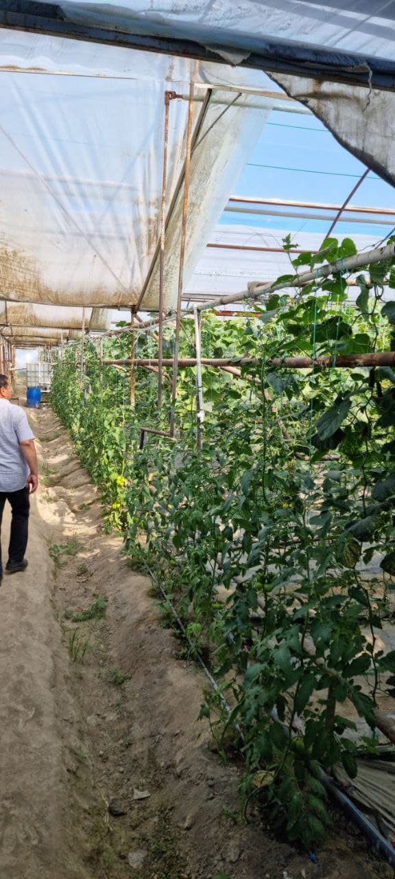 Пешку тумани Гулистон маҳалла фуқаролар йиғини, Жўгара қишлоғида яшовчи фуқаро Тошева Дилдора Эркин қизи томонидан Ўзбекистон Республикаси Президентининг ПҚ–62-сонли қарори асосида ёшлар тадбиркорлигини қўллаб-қувватлаш дастури доирасида тадбиркорлик