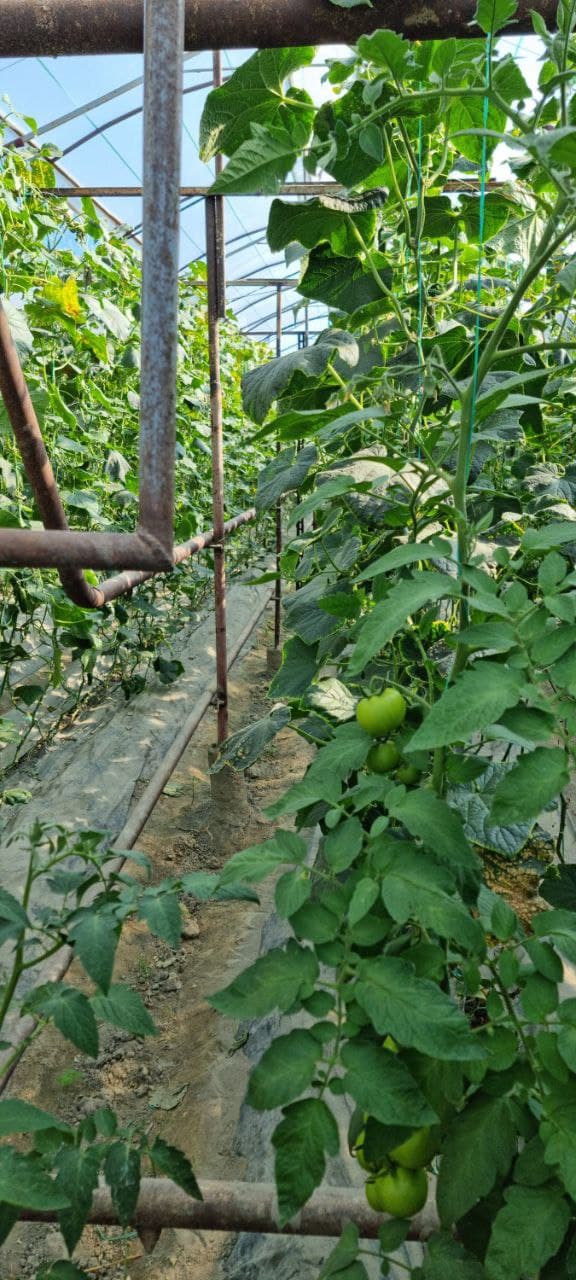 Пешку тумани Гулистон маҳалла фуқаролар йиғини, Жўгара қишлоғида яшовчи фуқаро Тошева Дилдора Эркин қизи томонидан Ўзбекистон Республикаси Президентининг ПҚ–62-сонли қарори асосида ёшлар тадбиркорлигини қўллаб-қувватлаш дастури доирасида тадбиркорлик