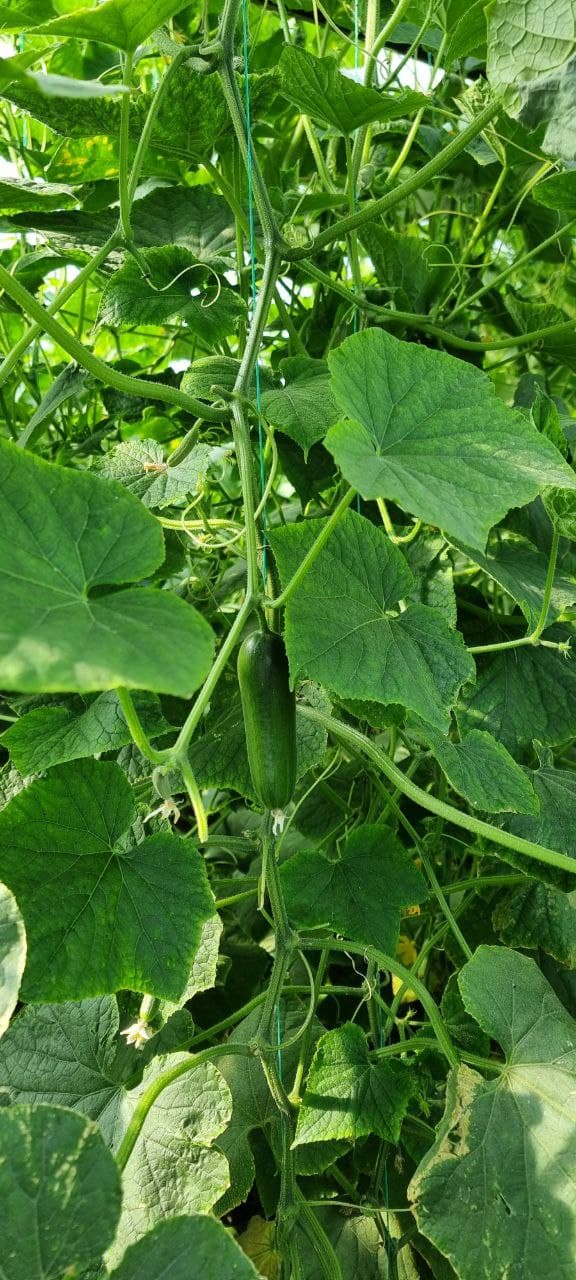 Пешку тумани Гулистон маҳалла фуқаролар йиғини, Жўгара қишлоғида яшовчи фуқаро Тошева Дилдора Эркин қизи томонидан Ўзбекистон Республикаси Президентининг ПҚ–62-сонли қарори асосида ёшлар тадбиркорлигини қўллаб-қувватлаш дастури доирасида тадбиркорлик