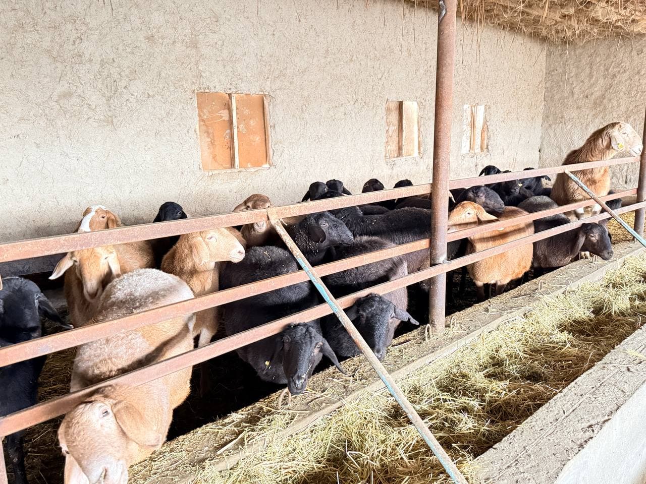 Peshku tuman Valfajir mahalla fuqarolar yig‘inida yashovchi Xayrullayev Oybekjon Hayot o‘g‘li tomonidan chorvachilikning naslchilik hamda go‘sht yo‘nalishida tadbirkorlik faoliyati olib borilmoqda.