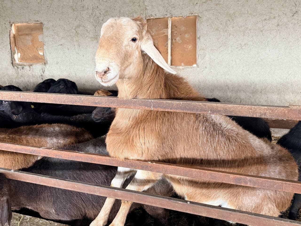 Peshku tuman Valfajir mahalla fuqarolar yig‘inida yashovchi Xayrullayev Oybekjon Hayot o‘g‘li tomonidan chorvachilikning naslchilik hamda go‘sht yo‘nalishida tadbirkorlik faoliyati olib borilmoqda.