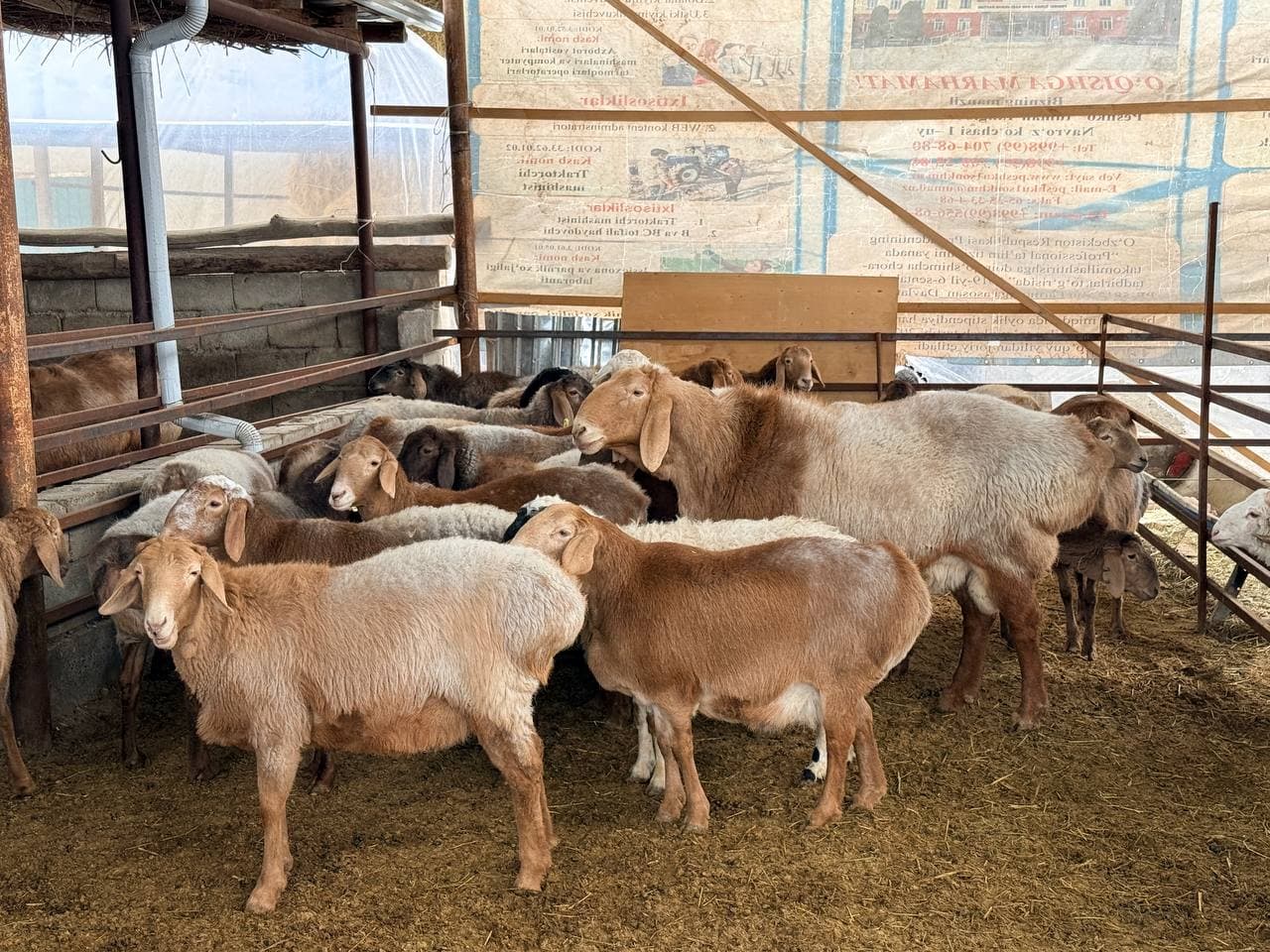 Peshku tuman Valfajir mahalla fuqarolar yig‘inida yashovchi Xayrullayev Oybekjon Hayot o‘g‘li tomonidan chorvachilikning naslchilik hamda go‘sht yo‘nalishida tadbirkorlik faoliyati olib borilmoqda.