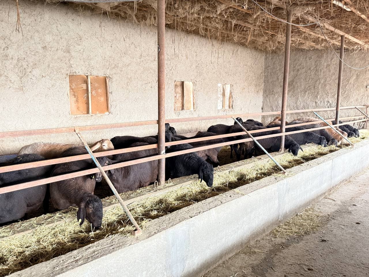 Peshku tuman Valfajir mahalla fuqarolar yig‘inida yashovchi Xayrullayev Oybekjon Hayot o‘g‘li tomonidan chorvachilikning naslchilik hamda go‘sht yo‘nalishida tadbirkorlik faoliyati olib borilmoqda.