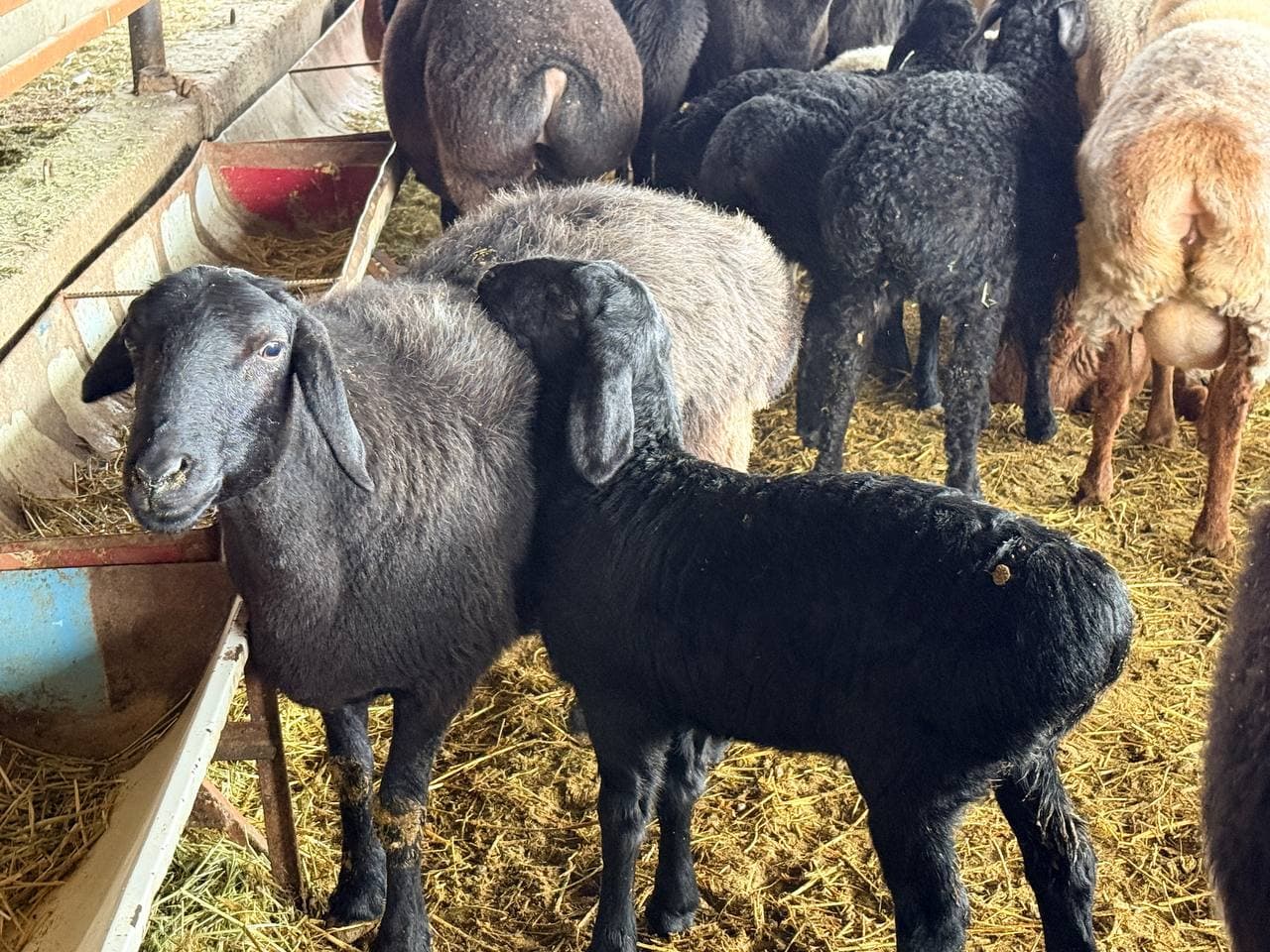 Peshku tuman Valfajir mahalla fuqarolar yig‘inida yashovchi Xayrullayev Oybekjon Hayot o‘g‘li tomonidan chorvachilikning naslchilik hamda go‘sht yo‘nalishida tadbirkorlik faoliyati olib borilmoqda.