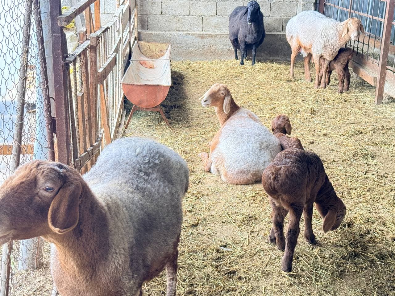 Peshku tuman Valfajir mahalla fuqarolar yig‘inida yashovchi Xayrullayev Oybekjon Hayot o‘g‘li tomonidan chorvachilikning naslchilik hamda go‘sht yo‘nalishida tadbirkorlik faoliyati olib borilmoqda.