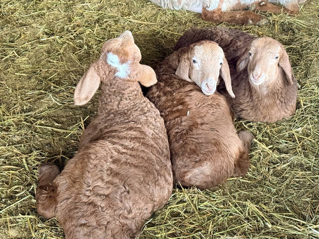 Peshku tuman Valfajir mahalla fuqarolar yig‘inida yashovchi Xayrullayev Oybekjon Hayot o‘g‘li tomonidan chorvachilikning naslchilik hamda go‘sht yo‘nalishida tadbirkorlik faoliyati olib borilmoqda.