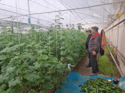Peshku: Toshevalar oilasi 7 sotixli issiqxona xoʻjaligida moʻl hosil yetishtirmoqda