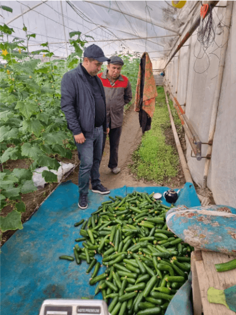 Peshku: Toshevalar oilasi 7 sotixli issiqxona xoʻjaligida moʻl hosil yetishtirmoqda