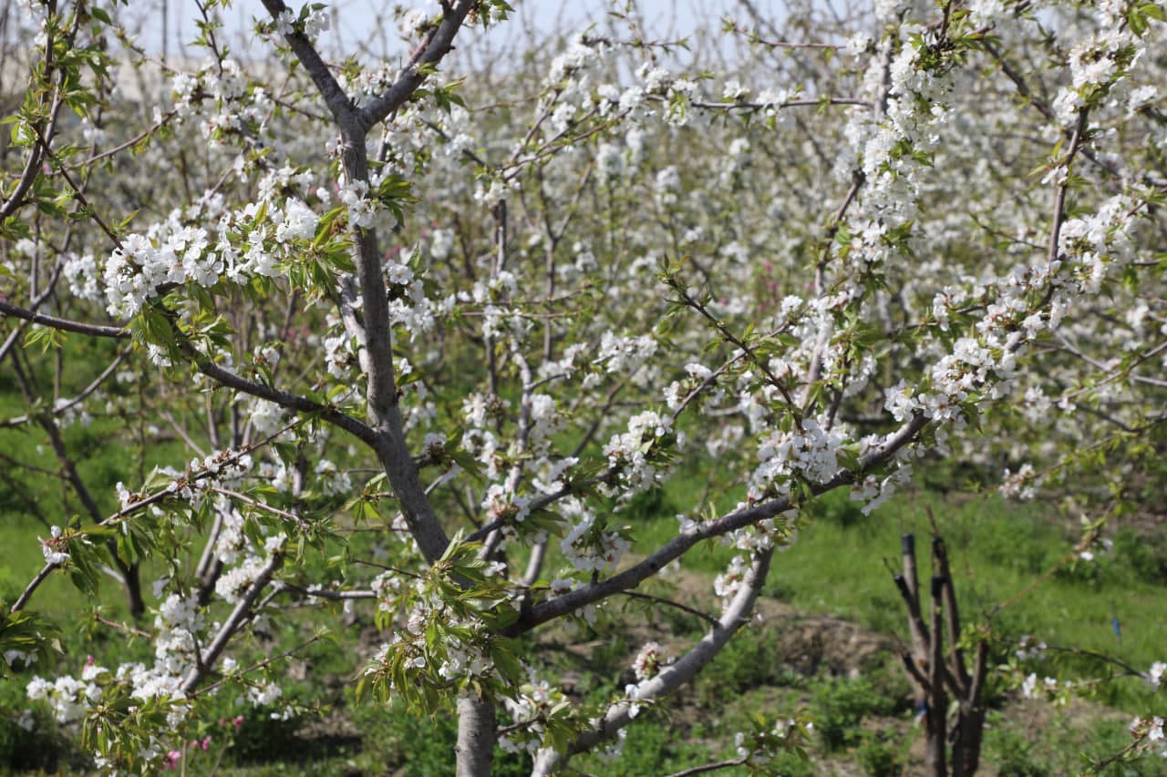 Peshku tumanida 90 yoshni qarshi olgan Niyoz bobo o‘zining halol mehnati, shijoati va ibratli hayot tarzi bilan barchaga namuna bo‘lib kelmoqda.