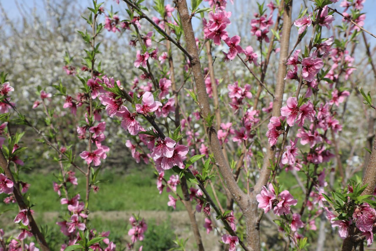 Peshku tumanida 90 yoshni qarshi olgan Niyoz bobo o‘zining halol mehnati, shijoati va ibratli hayot tarzi bilan barchaga namuna bo‘lib kelmoqda.