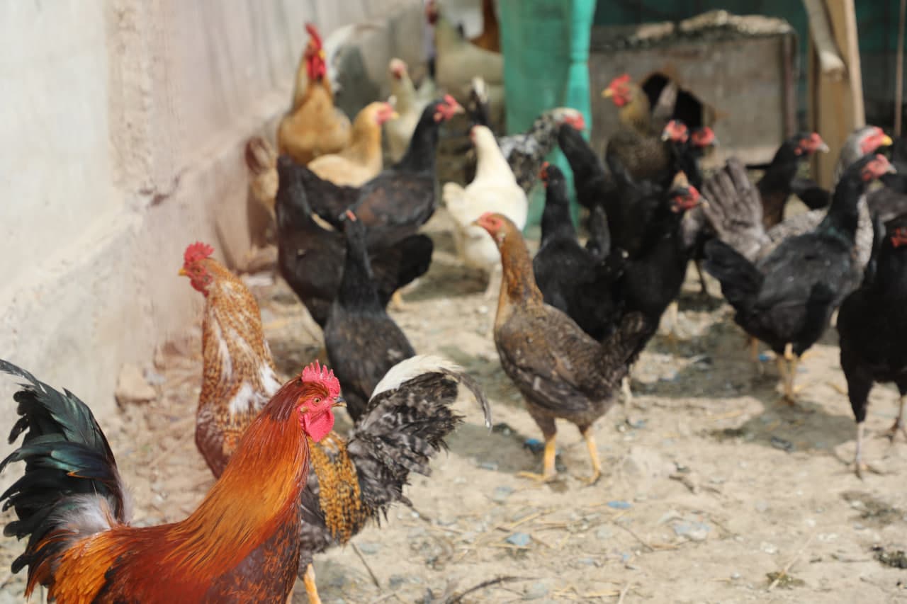 Peshku tumanida 90 yoshni qarshi olgan Niyoz bobo o‘zining halol mehnati, shijoati va ibratli hayot tarzi bilan barchaga namuna bo‘lib kelmoqda.