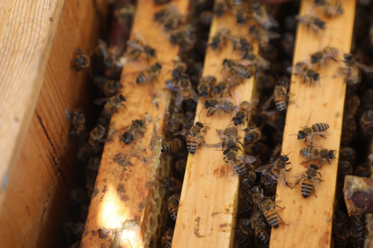 Peshku tumanida 90 yoshni qarshi olgan Niyoz bobo o‘zining halol mehnati, shijoati va ibratli hayot tarzi bilan barchaga namuna bo‘lib kelmoqda.