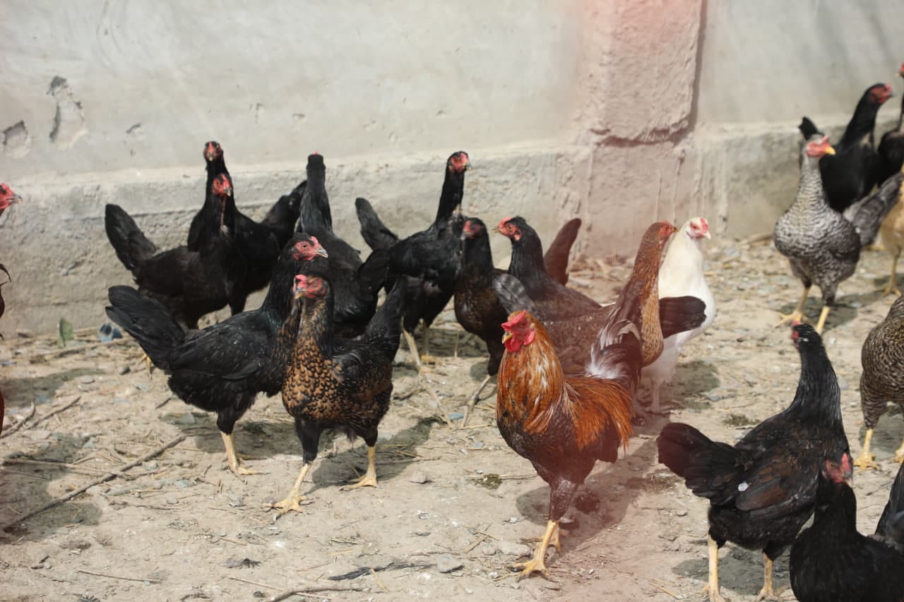 Peshku tumanida 90 yoshni qarshi olgan Niyoz bobo o‘zining halol mehnati, shijoati va ibratli hayot tarzi bilan barchaga namuna bo‘lib kelmoqda.