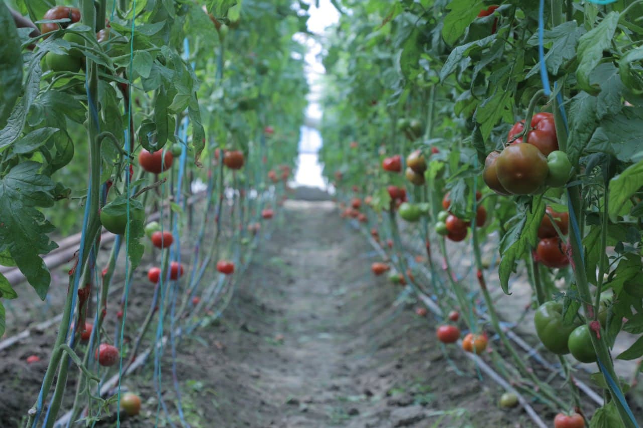 Дейча маҳалласида иссиқхона хўжаликлари ривожи — даромад ва бандлик манбаи