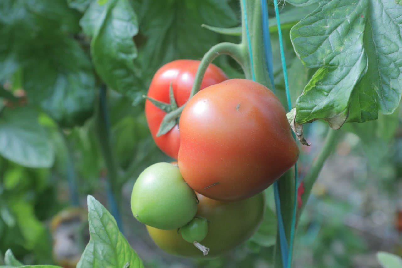 Дейча маҳалласида иссиқхона хўжаликлари ривожи — даромад ва бандлик манбаи