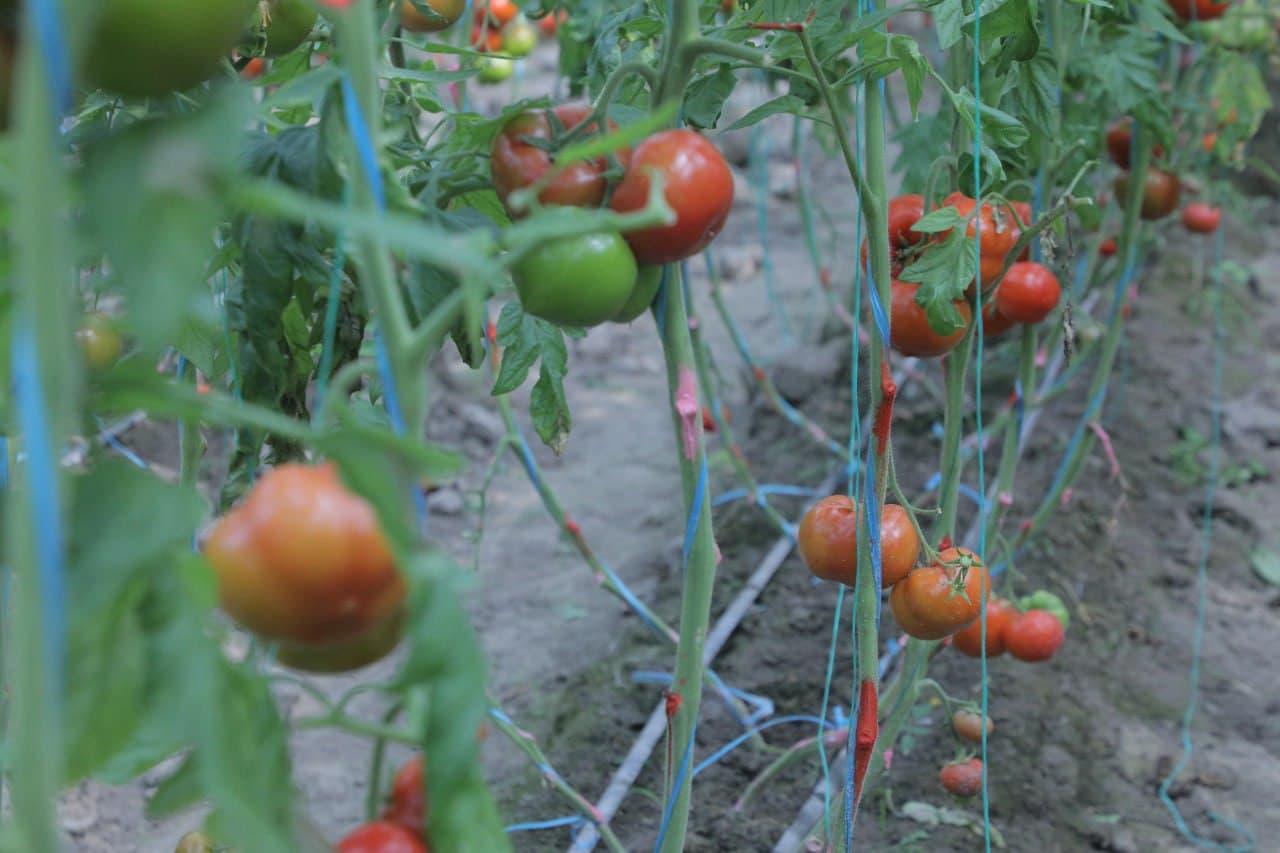 Дейча маҳалласида иссиқхона хўжаликлари ривожи — даромад ва бандлик манбаи