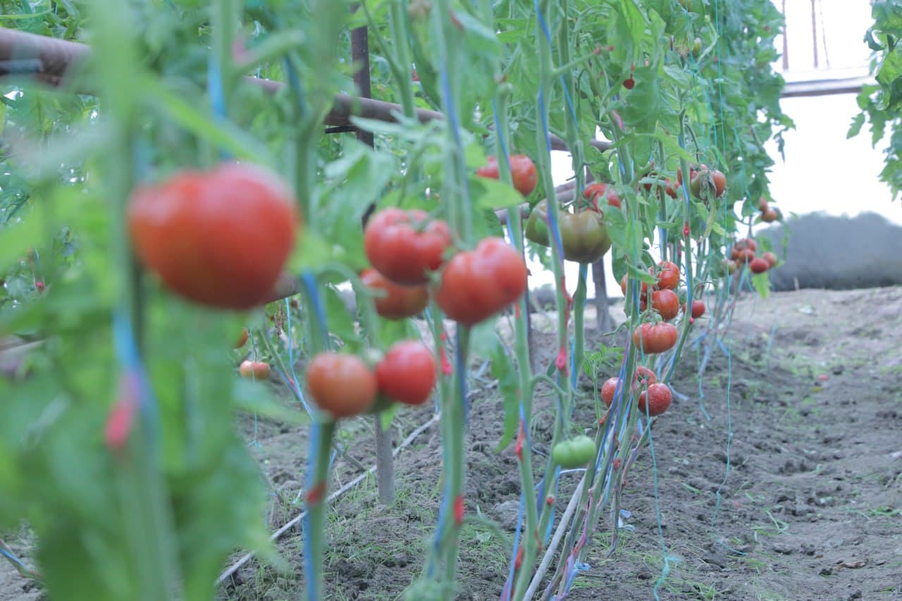Дейча маҳалласида иссиқхона хўжаликлари ривожи — даромад ва бандлик манбаи
