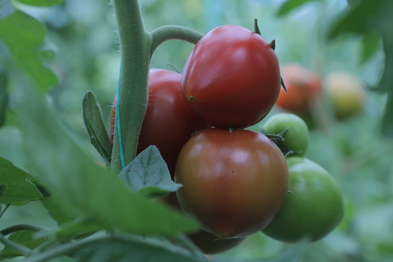 Дейча маҳалласида иссиқхона хўжаликлари ривожи — даромад ва бандлик манбаи