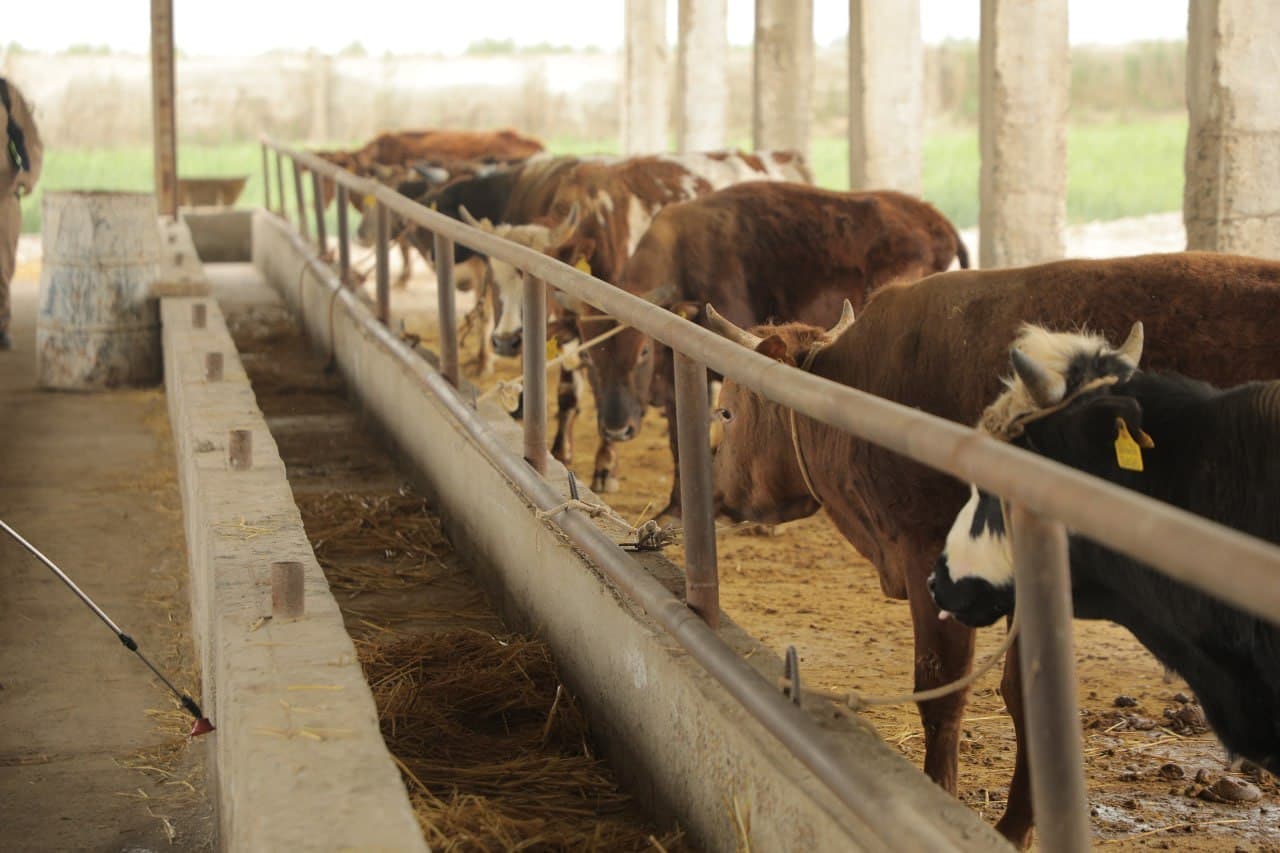 Peshku: “Munira aya” fermer xo‘jaligida chorvachilikka oid ko‘rgazmali seminari o‘tkazildi