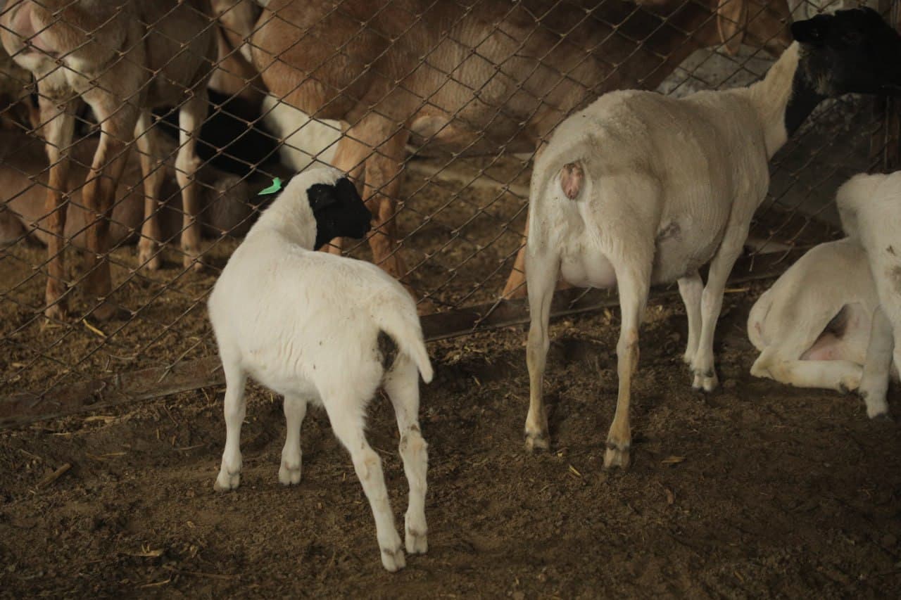 Peshku: “Munira aya” fermer xo‘jaligida chorvachilikka oid ko‘rgazmali seminari o‘tkazildi