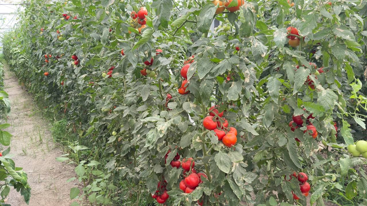 “Peshku limonchilik ravnaqi” — bandlik va farovonlik manbai