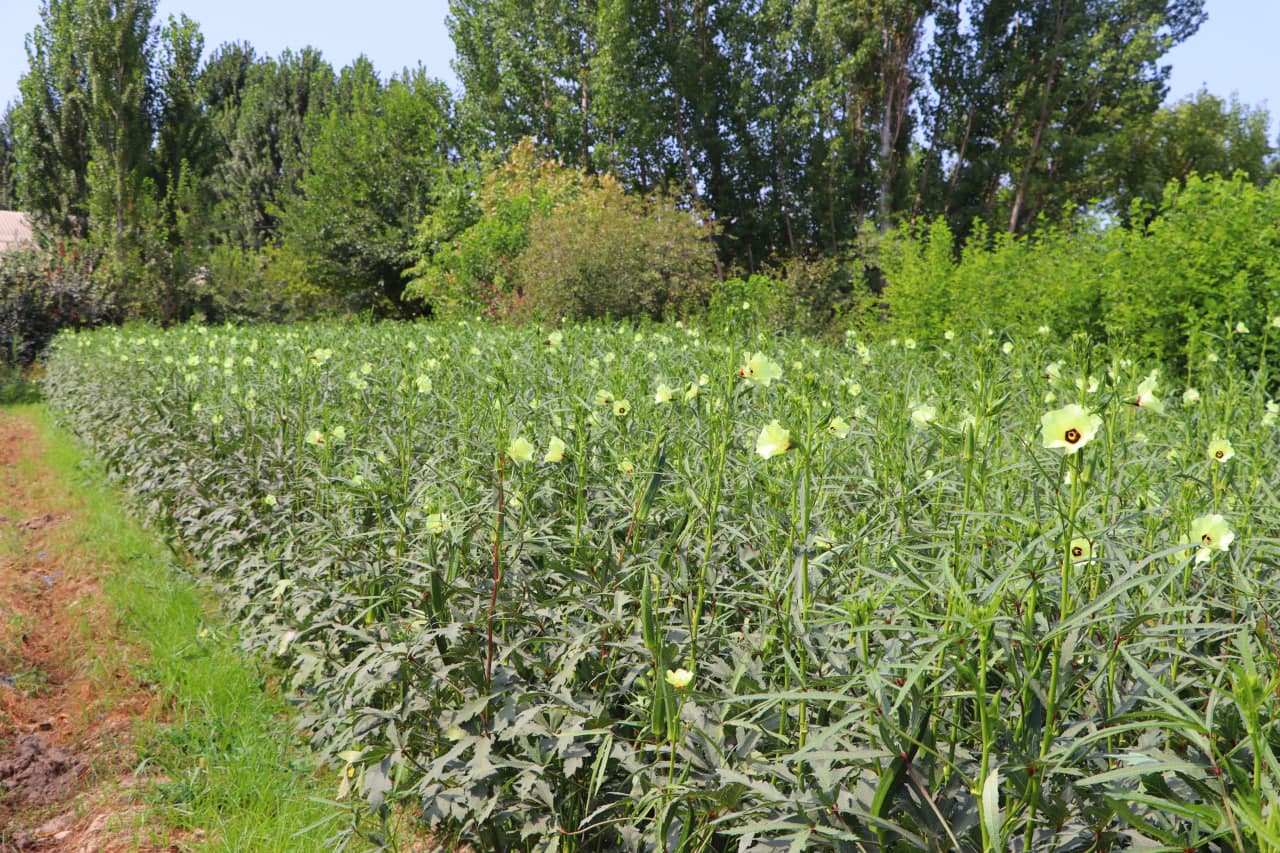 “Kambag‘allikdan farovonlik sari: bamiya va hid anori yetishtirayotgan tadbirkor tajribasi”