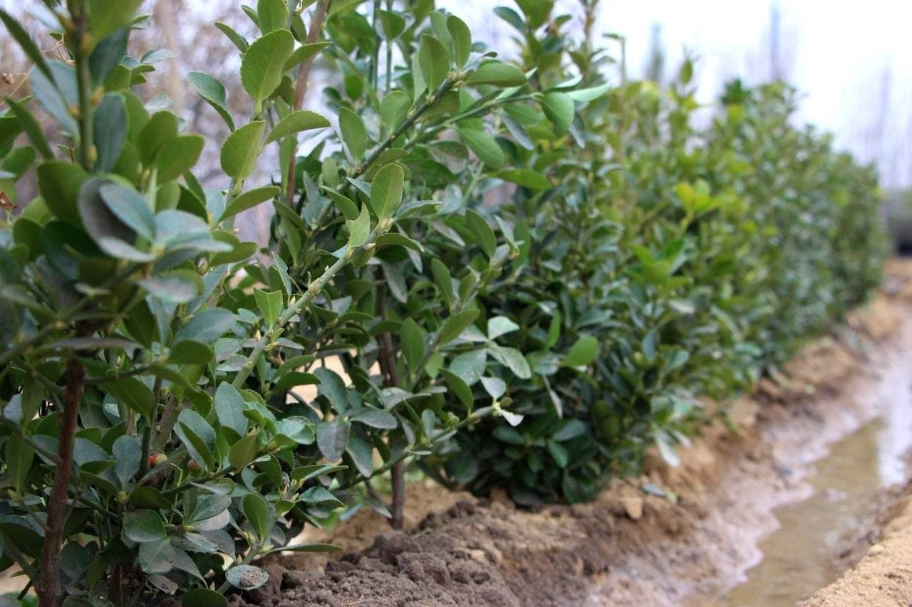 Бобур шаҳрига элтувчи автомобиль йўлида қурилиш ва экологик ободонлаштириш ишлари изчил давом этмоқда.