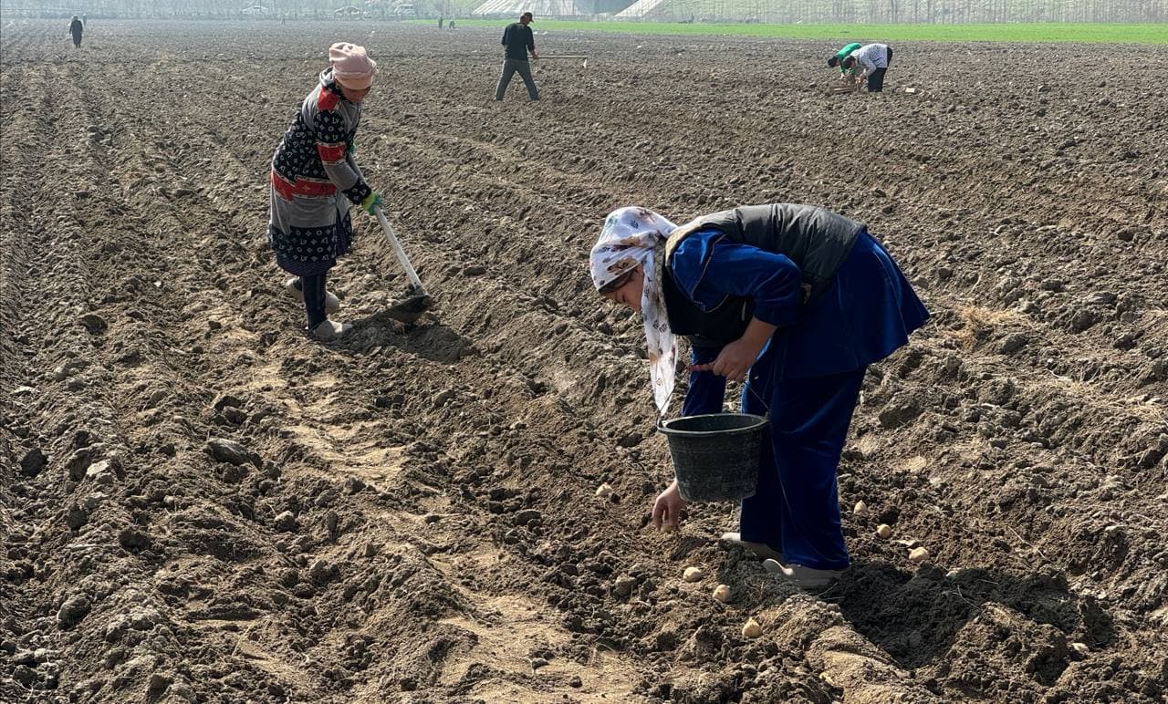 Андижон туманида “бир контур – бир маҳсулот” тамойили асосида картошка экиш ишлари амалга оширилди