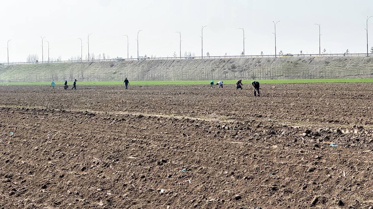 Андижон туманида “бир контур – бир маҳсулот” тамойили асосида картошка экиш ишлари амалга оширилди
