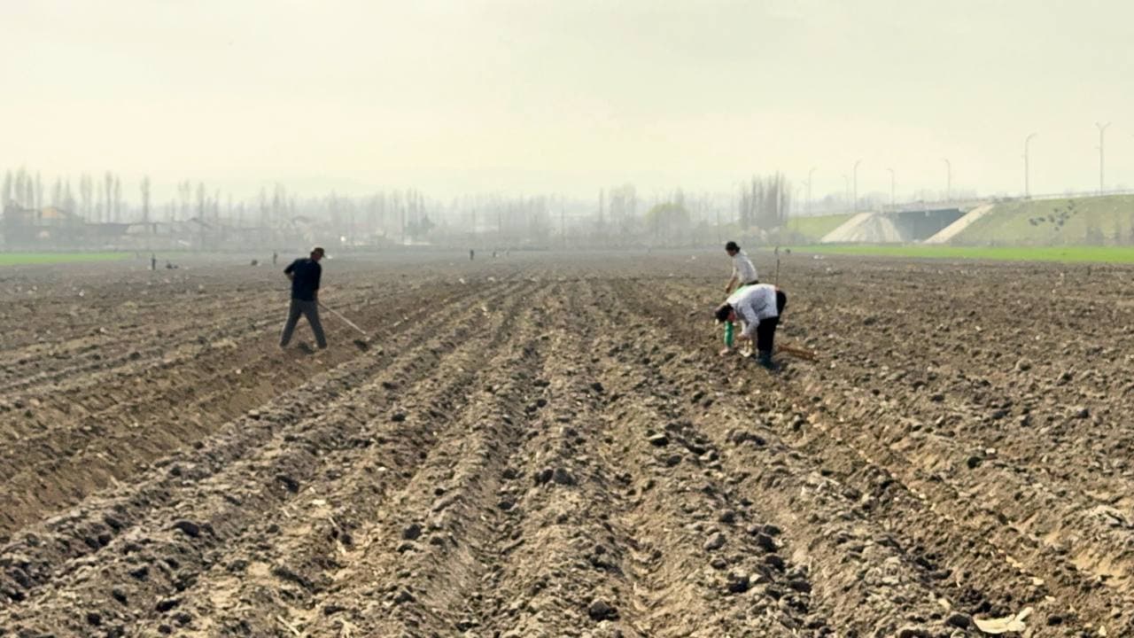 Андижон туманида “бир контур – бир маҳсулот” тамойили асосида картошка экиш ишлари амалга оширилди