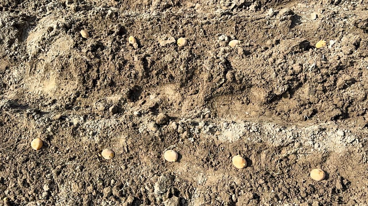 Андижон туманида “бир контур – бир маҳсулот” тамойили асосида картошка экиш ишлари амалга оширилди