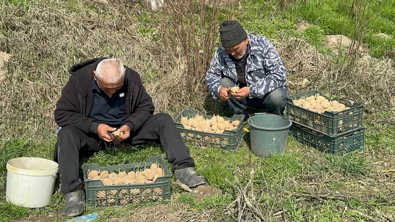 Андижон туманида “бир контур – бир маҳсулот” тамойили асосида картошка экиш ишлари амалга оширилди