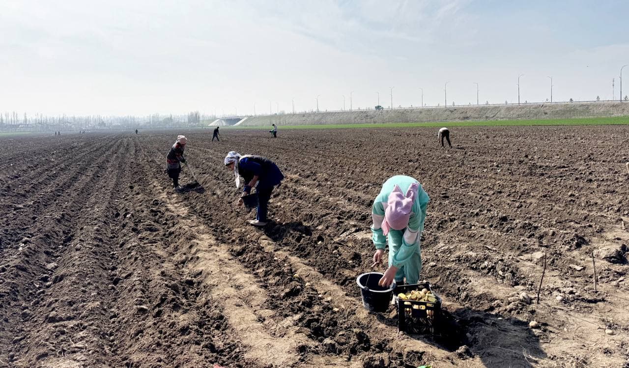 Андижон туманида “бир контур – бир маҳсулот” тамойили асосида картошка экиш ишлари амалга оширилди