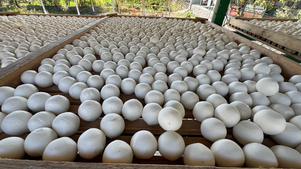 UYSHUN MAHALLASI XOTIN-QIZLARI UCHUN BIZNES-SAYOHAT TASHKIL ETILDI