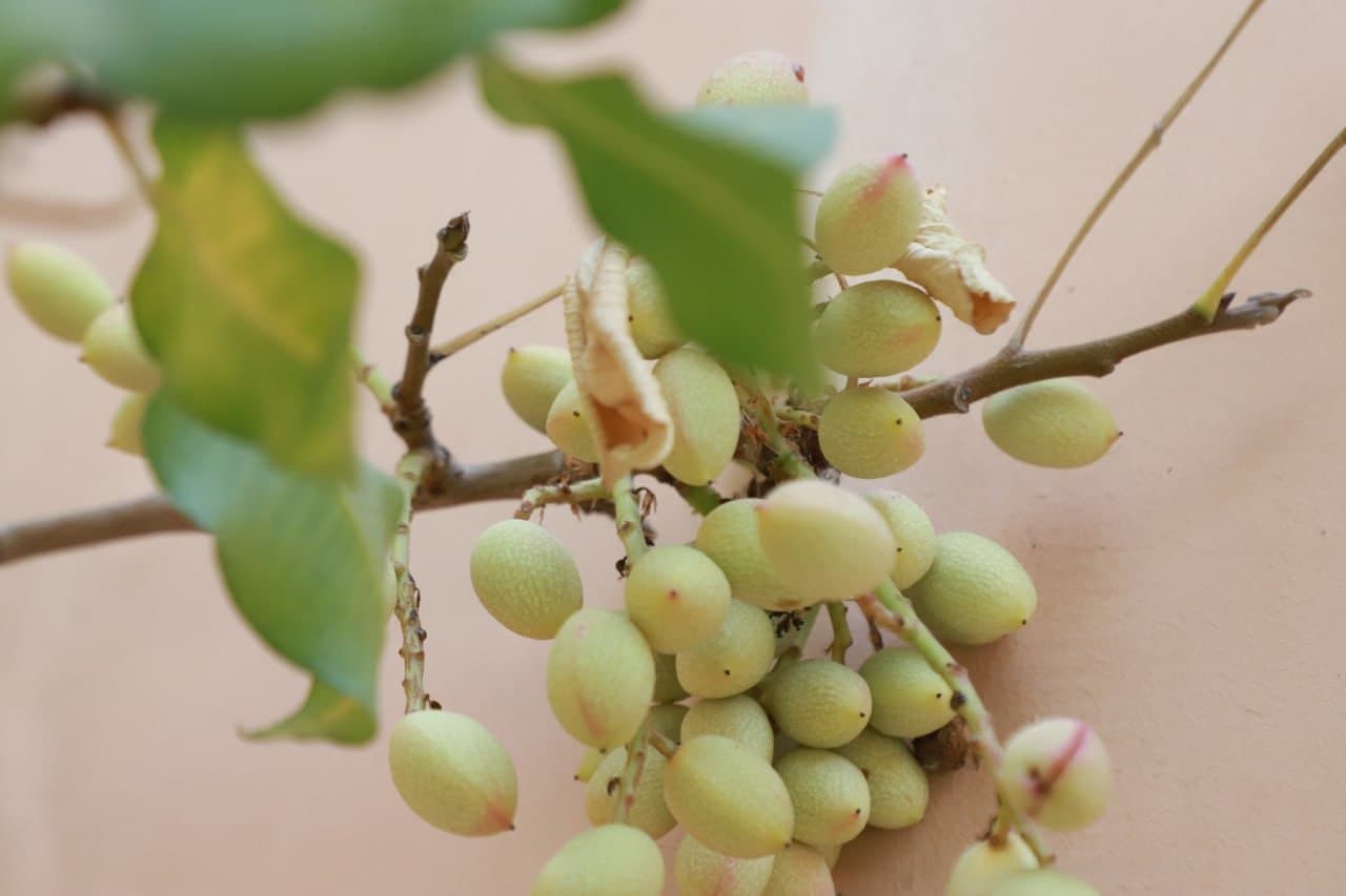 🌱 PISTA KO‘CHATIDAN DAROMAD TOPAYOTGAN TOSHLOQLIK OTA