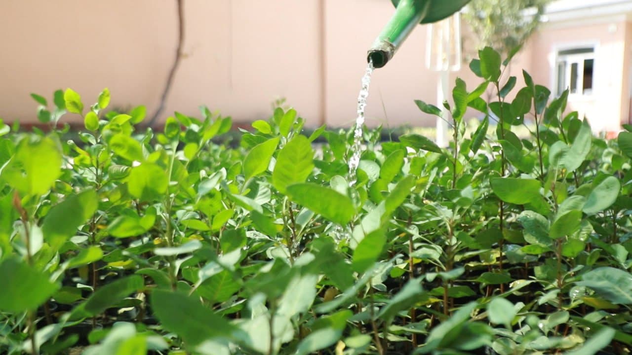 🌱 PISTA KO‘CHATIDAN DAROMAD TOPAYOTGAN TOSHLOQLIK OTA