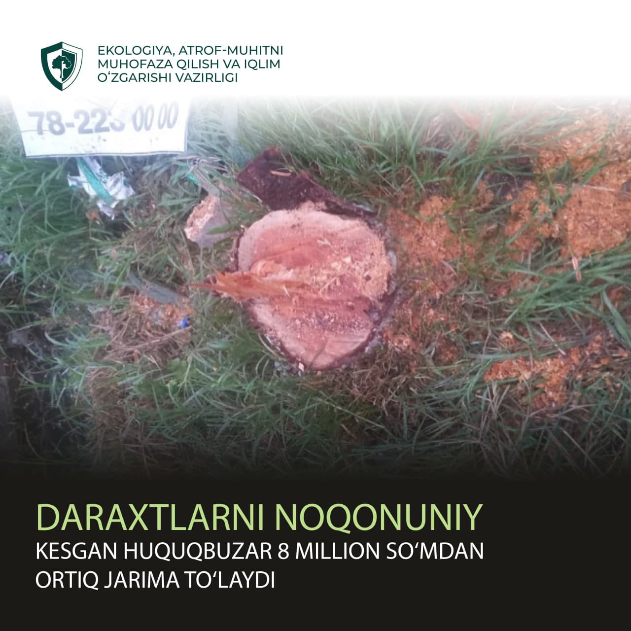 Daraxtlarni noqonuniy kesgan huquqbuzar 8 million so‘mdan ortiq jarima to‘laydi