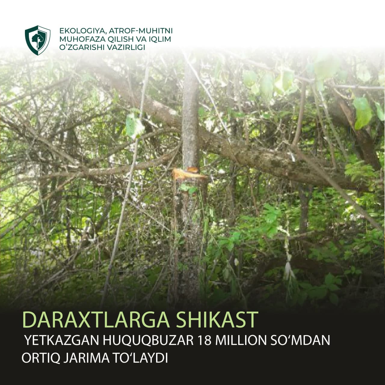 Daraxtlarga shikast yetkazgan huquqbuzar 18 million so‘mdan ortiqroq tovon to‘laydi
