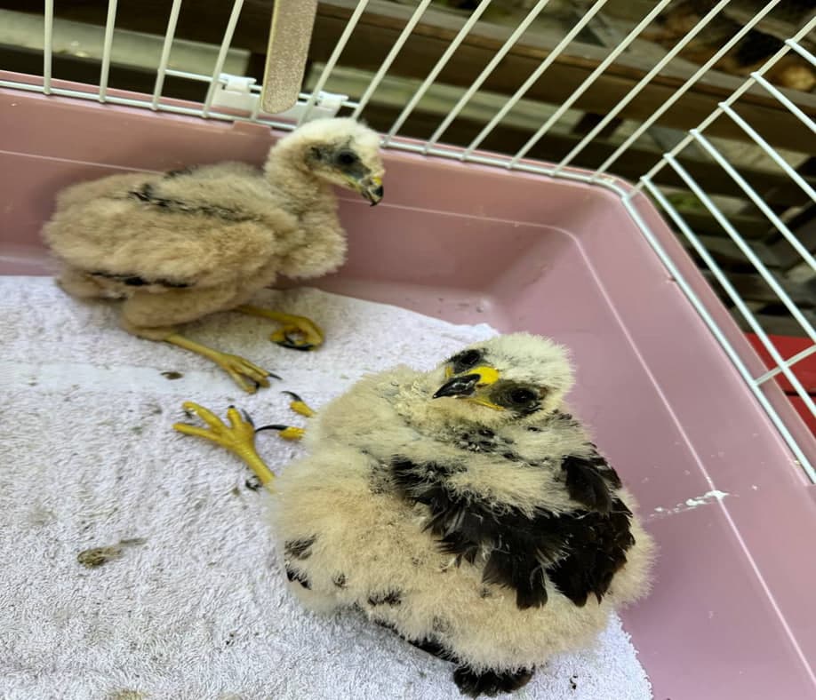 Пресечена попытка вывоза из Узбекистана двух птенцов канюка-курганника