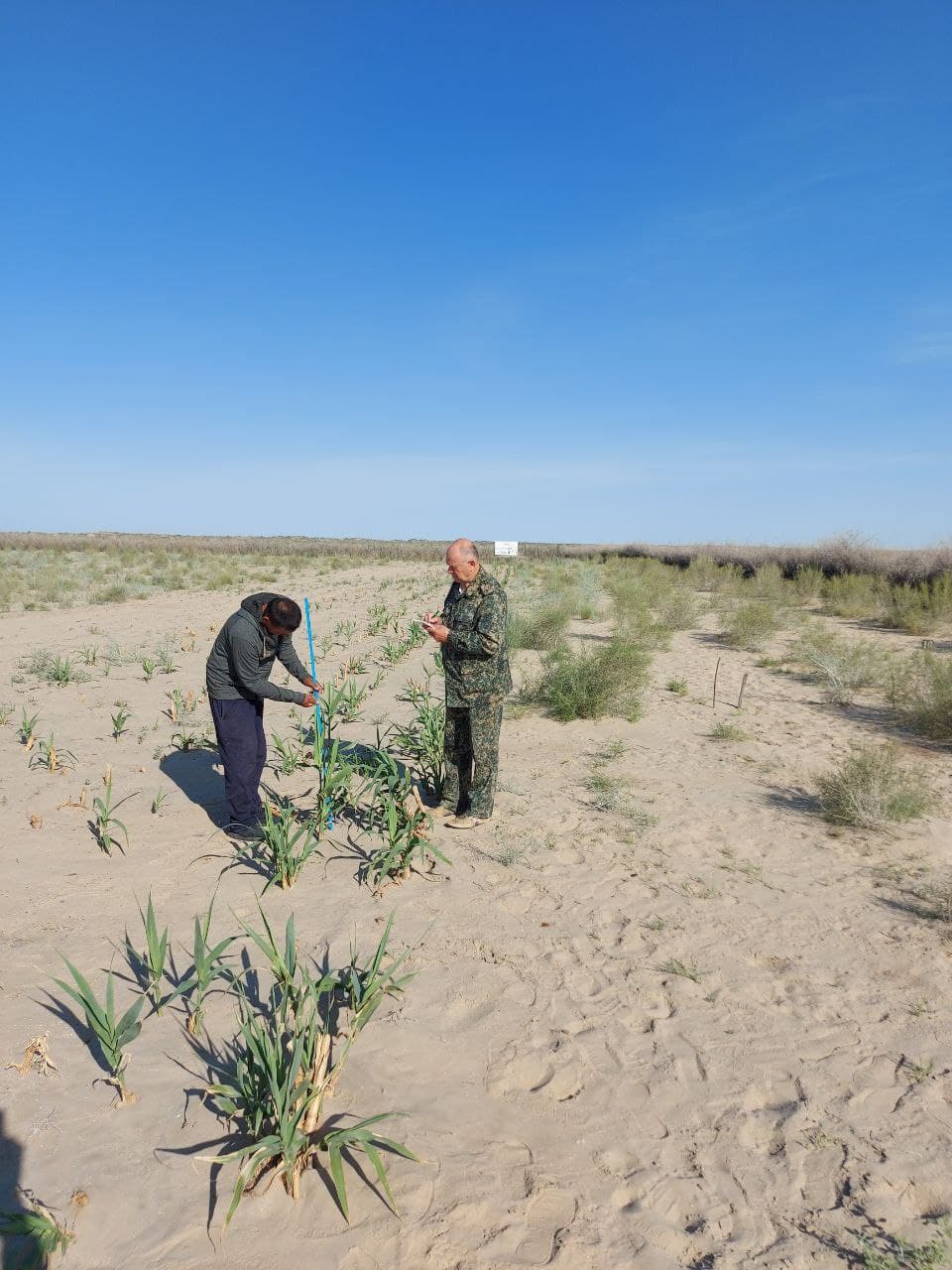 На осушенном дне Арала высаживают новый вид растений